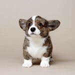 Cardigan Welsh Puppy Thumbnail 6