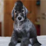 Bedlington Terrier Puppy Thumbnail 2