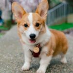 Cardigan Welsh Puppy Thumbnail 5