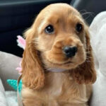 Cocker Spaniel Puppy Thumbnail 5