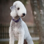 Bedlington Terrier Puppy Thumbnail 3