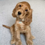 Cocker Spaniel Puppy Thumbnail 4