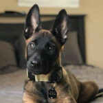 Belgian Melinois Puppy Thumbnail 3