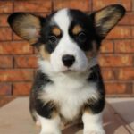 Cardigan Welsh Puppy Thumbnail 4