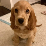 Cocker Spaniel Puppy Thumbnail 3