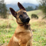 Belgian Melinois Puppy Thumbnail 2