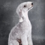 Bedlington Terrier Puppy Thumbnail 5