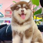 Alaskan Malamute Puppy Thumbnail 1
