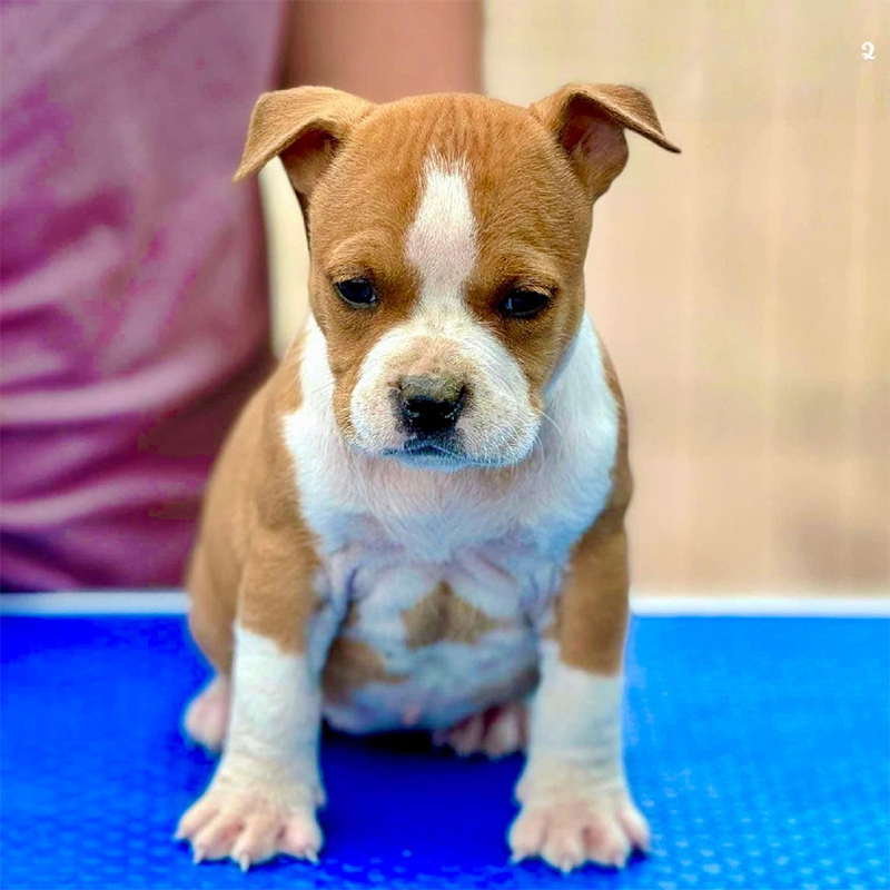 American Staffordshire Terrier Puppy