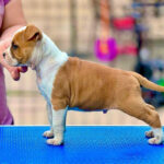 American Staffordshire Terrier Puppy Thumbnail 5