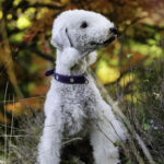Bedlington Terrier Puppy Thumbnail 1