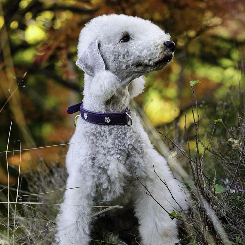 Bedlington Terrier Puppy