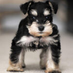 Miniature Schnauzer Puppy Thumbnail 1