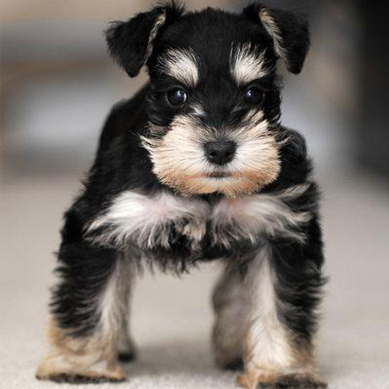 Miniature Schnauzer Puppy