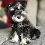 Miniature Schnauzer Puppy Thumbnail 2