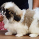 Pekingnese Puppy Thumbnail 2
