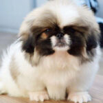 Pekingnese Puppy Thumbnail 1