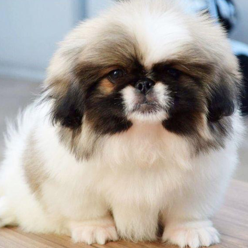 Pekingnese Puppy