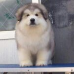 Alaskan Malamute Puppy Thumbnail 2