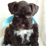 Miniature Schnauzer Puppy Thumbnail 3