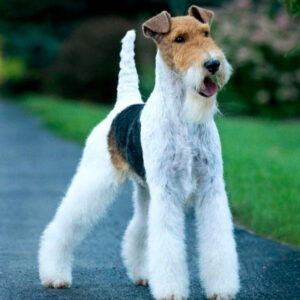 Wire Fox Terrier Puppy
