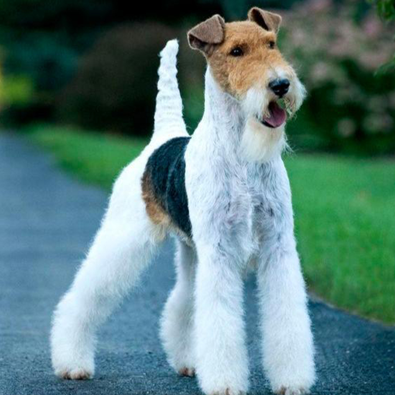 Wire Fox Terrier Puppy