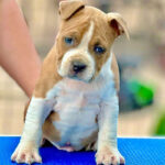 American Staffordshire Terrier Puppy Thumbnail 4