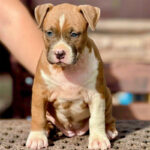 American Staffordshire Terrier Puppy Thumbnail 3