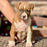 American Staffordshire Terrier Puppy Thumbnail 2