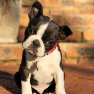Boston Terrier Puppy