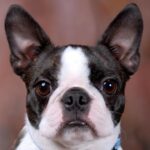 Boston Terrier Puppy Thumbnail 2