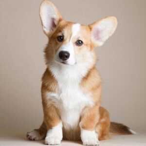 Cardigan Welsh Puppy