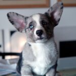 Cardigan Welsh Puppy Thumbnail 2