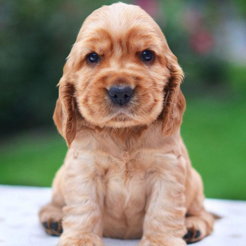 Cocker Spaniel Puppy