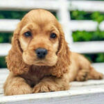 Cocker Spaniel Puppy Thumbnail 2