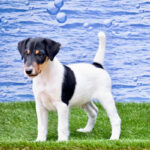 Fox Terrier Puppy Thumbnail