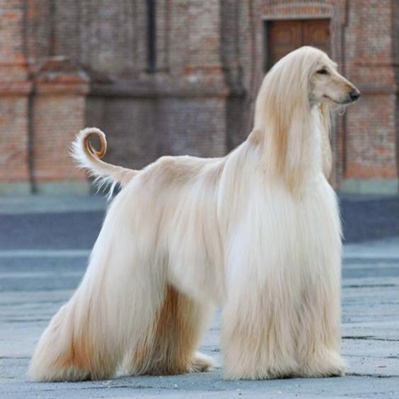 Afghan Hound Puppy