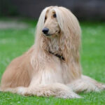 Afghan Hound Puppy Thumbnail 3