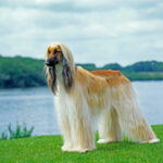 Afghan Hound Puppy Thumbnail 2