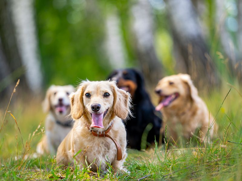 Choosing the Perfect Puppy: Factors to Consider for Each Breed!